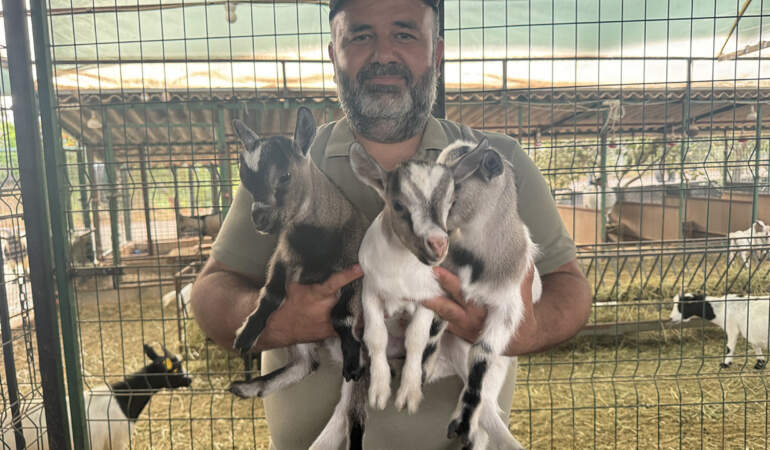 Sosyal Medyayı Güldüren Görüntüler… Antalya’da Başına Poşet Geçen Cüce Keçi Sürüyü Korkuttu