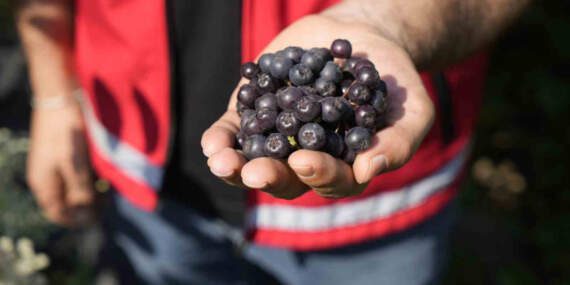 Süper Meyve Olarak Biliniyor! Karadeniz’de Hasadı Başladı