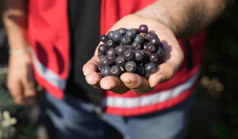 Süper Meyve Olarak Biliniyor! Karadeniz’de Hasadı Başladı