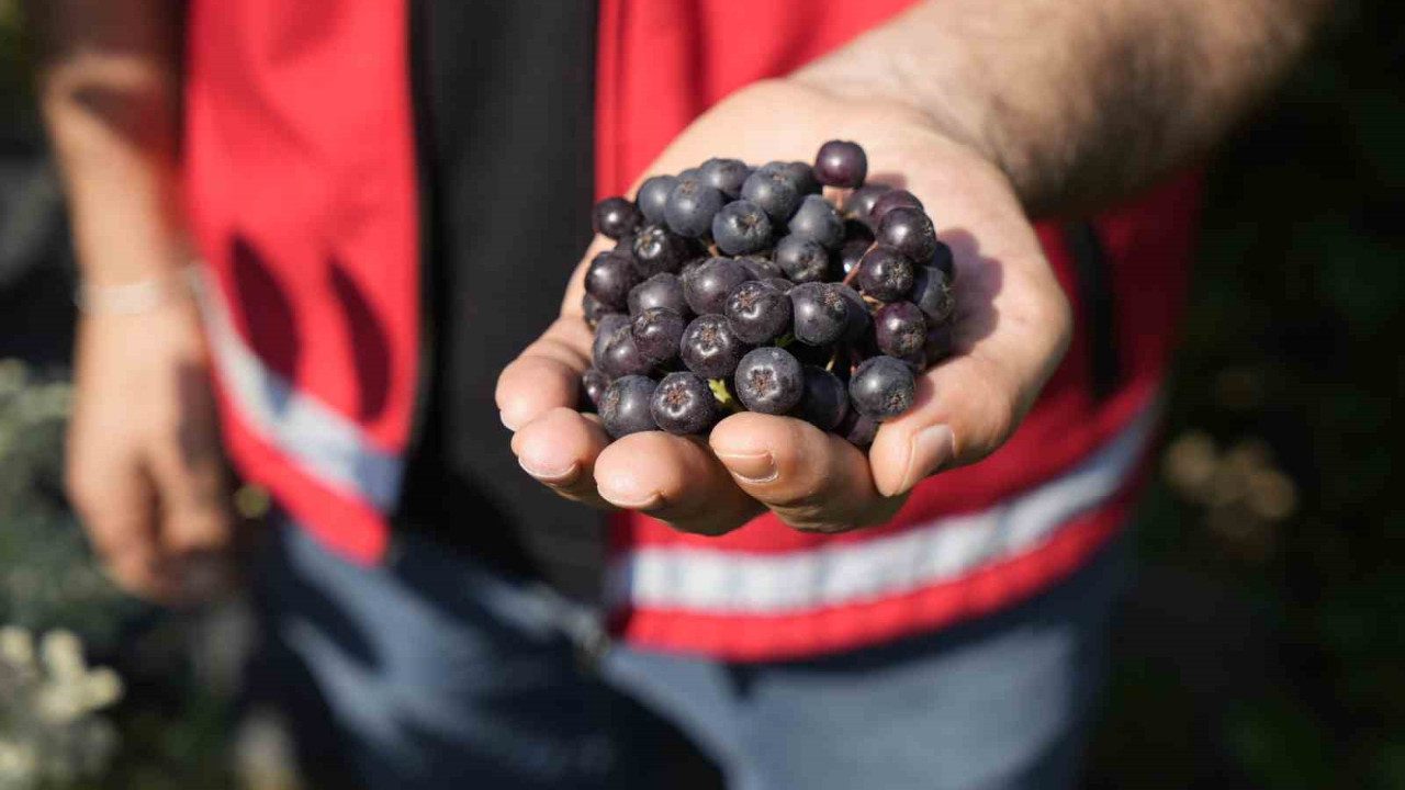Süper Meyve Olarak Biliniyor! Karadeniz’de Hasadı Başladı