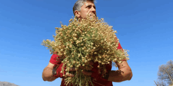 Yamaçlardan Tek Tek Elleriyle Bedavaya Topluyor! 1 Buketini 100 Liradan Satıyor, Paraya Para Demiyor
