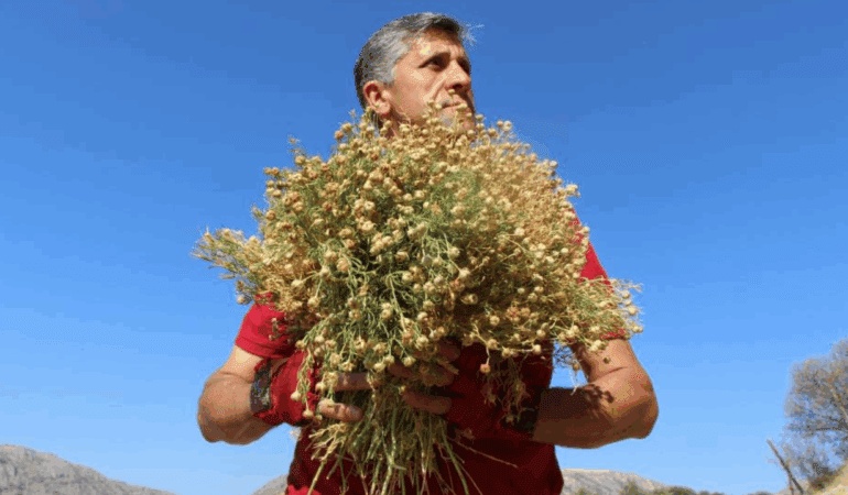 Yamaçlardan Tek Tek Elleriyle Bedavaya Topluyor! 1 Buketini 100 Liradan Satıyor, Paraya Para Demiyor