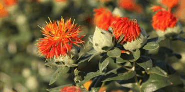 1 Damla Su İstemeyen Bereketli Hasat Başladı! Kozmetikten Yeme Kadar Kullanılıyor