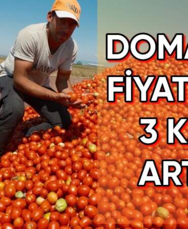Geçen yıl tarlasını süren çiftçi bu yıl ekmedi! Sonucu ise üreticinin lehine oldu: Domates fiyatları üçe katlandı