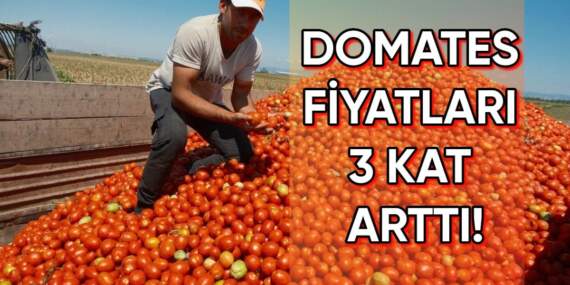 Geçen yıl tarlasını süren çiftçi bu yıl ekmedi! Sonucu ise üreticinin lehine oldu: Domates fiyatları üçe katlandı