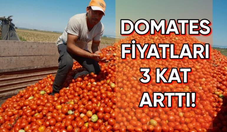 Geçen yıl tarlasını süren çiftçi bu yıl ekmedi! Sonucu ise üreticinin lehine oldu: Domates fiyatları üçe katlandı