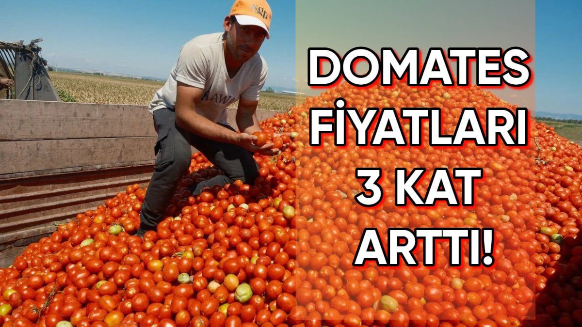 Geçen yıl tarlasını süren çiftçi bu yıl ekmedi! Sonucu ise üreticinin lehine oldu: Domates fiyatları üçe katlandı