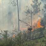 Karabük’te orman yangını