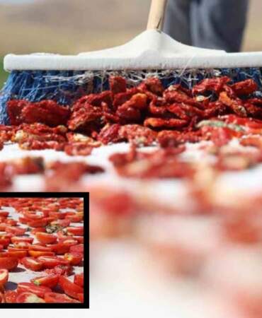 Elazığ’dan çıkıyor, ABD, Fransa, İngiltere ve Hollanda’ya gönderiliyor! Bu domates dünya sofralarını süslüyor…