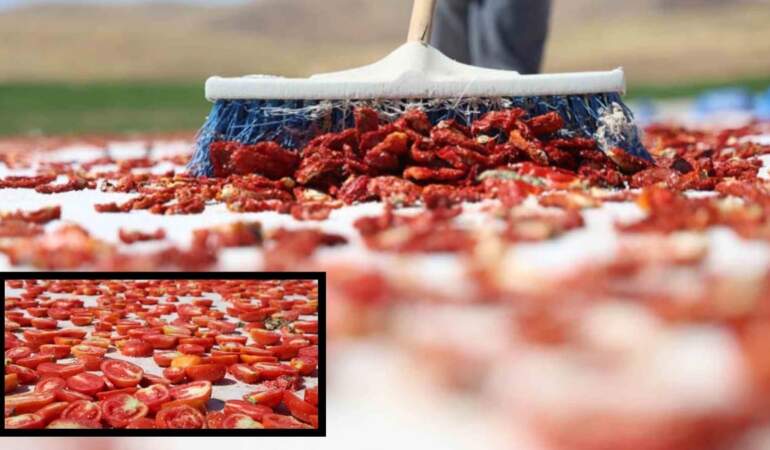 Elazığ’dan çıkıyor, ABD, Fransa, İngiltere ve Hollanda’ya gönderiliyor! Bu domates dünya sofralarını süslüyor…