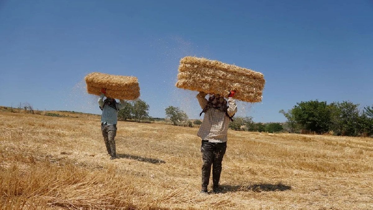 5 kişi 1500 tanesini taşıyor, yakıcı sıcağa meydan okuyor! Yüzlerini ve kollarını kapatıp, 40 kiloyu tek seferde sırtlanıyorlar