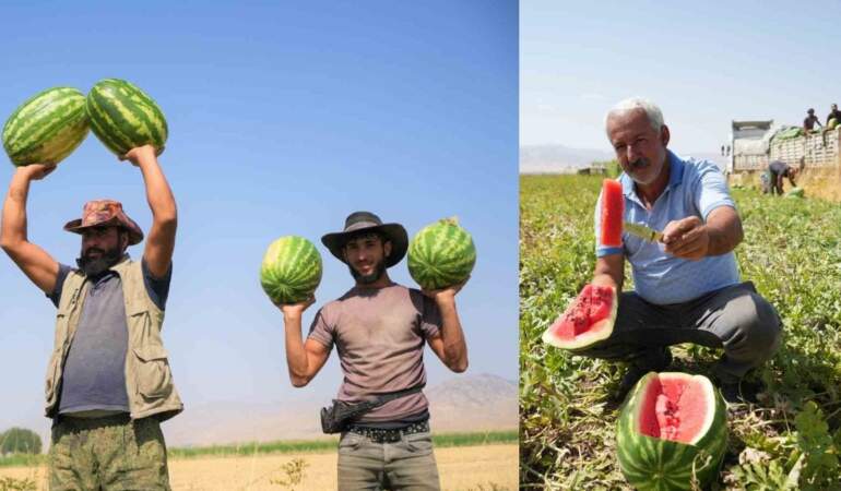 O ilimizde hasat başladı: Karpuzdan 2 milyar lira gelir bekleniyor