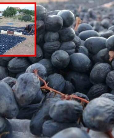 Malatya’da üretiliyor, çiftçinin yüzünü güldürüyor! Hem kalitesiyle hem fiyatıyla dikkat çekiyor: Kilosu 500 liradan satılıyor