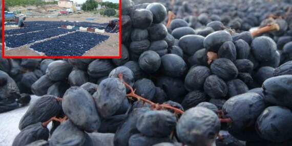 Malatya’da üretiliyor, çiftçinin yüzünü güldürüyor! Hem kalitesiyle hem fiyatıyla dikkat çekiyor: Kilosu 500 liradan satılıyor