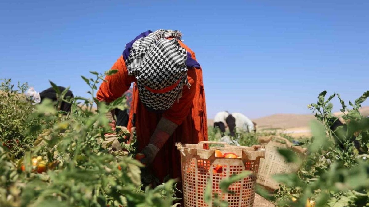Hasadı son gaz devam ediyor! Pazardan, marketten 25 TL’ye alacağınıza tarladan 8 TL’ye alın