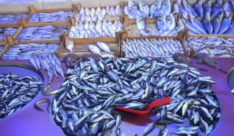 Tezgahlar doldu taştı, fiyatlar belli oldu! Hamsi, istavrit, palamut, çupra… İşte İstanbul’da balık fiyatları