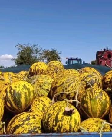 Yüzyıllardır değişmeyen tat tezgahlara indi! Edirne’nin gözbebeğinde hasat başladı: Kilosu 25 liraya satılıyor