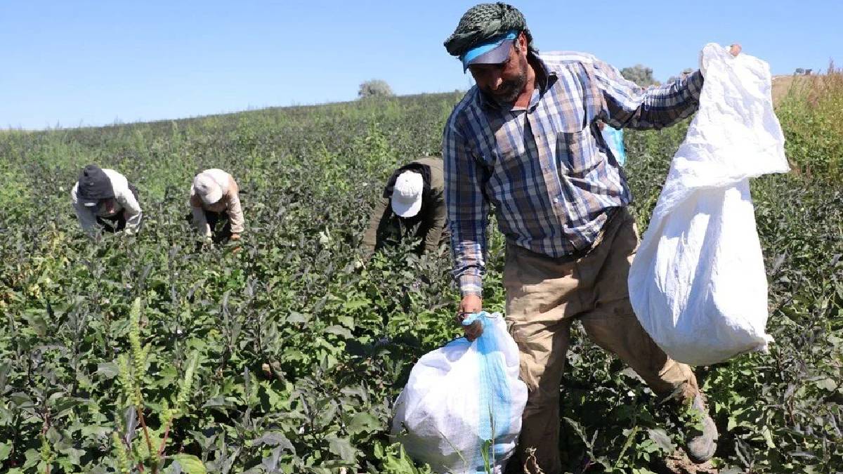 Mor-beyaz çizgisi, çekirdeksiz yapısı, coğrafi işareti… Bu tür diğerlerinden çok farklı: Oradaki herkesin geçim kaynağı