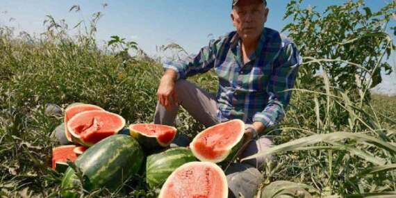 Anlaşma imzaladı, 500 dönüme ekti! 3.500 ton ürünü elinde kaldı: Bursalı çiftçi büyük zararda