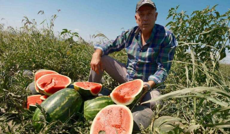 Anlaşma imzaladı, 500 dönüme ekti! 3.500 ton ürünü elinde kaldı: Bursalı çiftçi büyük zararda