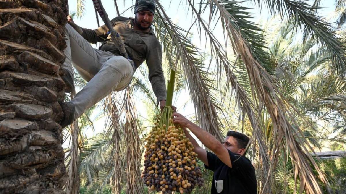 Nesilden nesle devredilen meslek! Sabahın ilk ışıklarından hasat başlıyor, elle toplanıyor: Türklerin vazgeçilmezi!