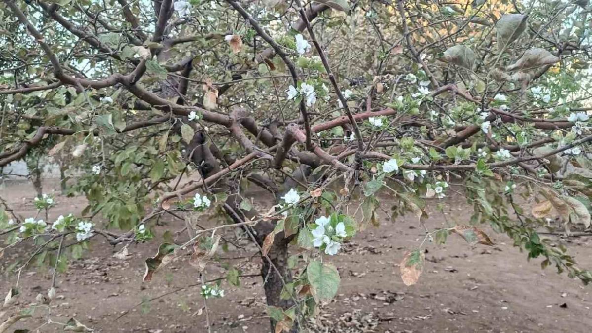 Bahçeye giren gözlerine inanamadı! Bu mevsimde olacak iş değil: Her dalı çiçek açtı!