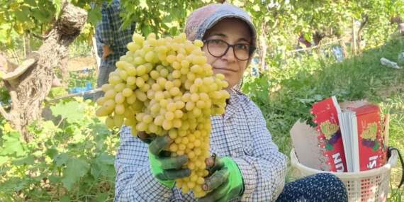 Üzüm üreticisinin yüzü güldü: Fiyatlar 70 lirayı gördü, talep patladı