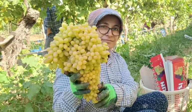Üzüm üreticisinin yüzü güldü: Fiyatlar 70 lirayı gördü, talep patladı