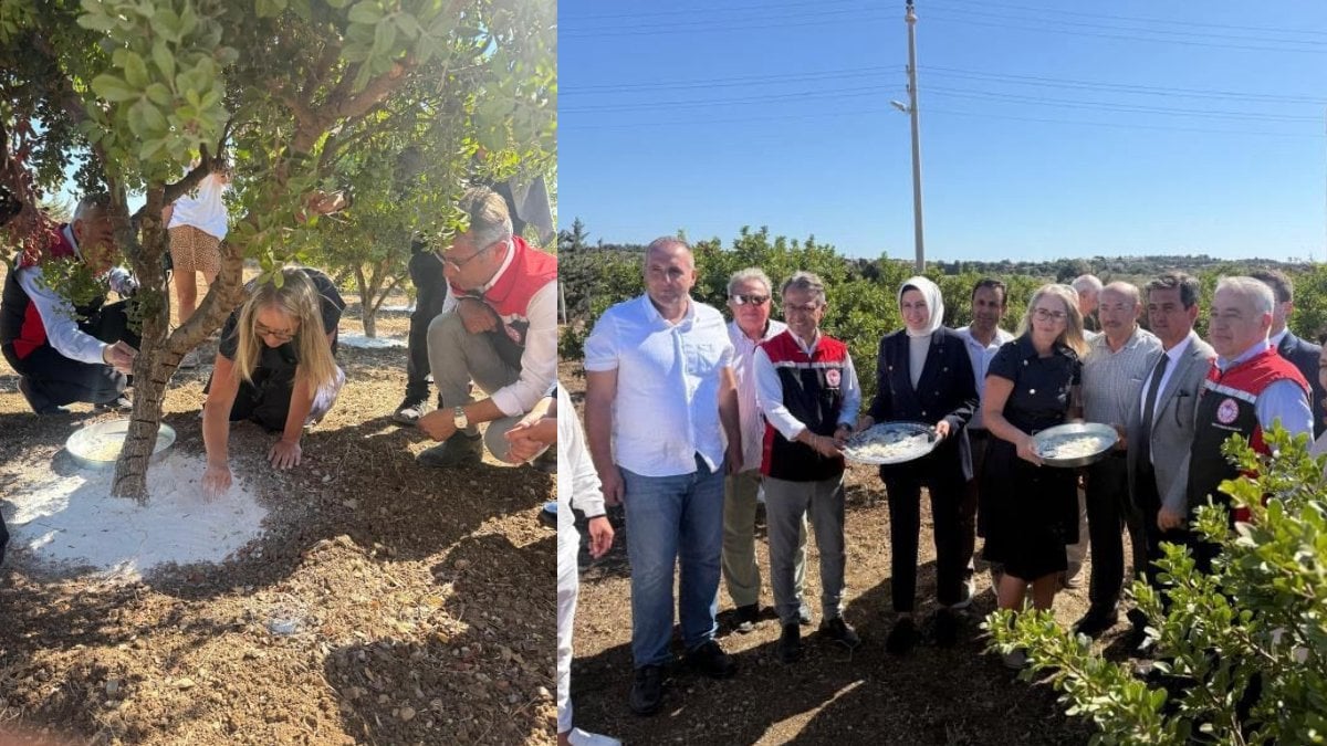 O ilimizde çifte sevinç! Hem coğrafi işaretli damla sakızı hem de zeytin için hasat başladı