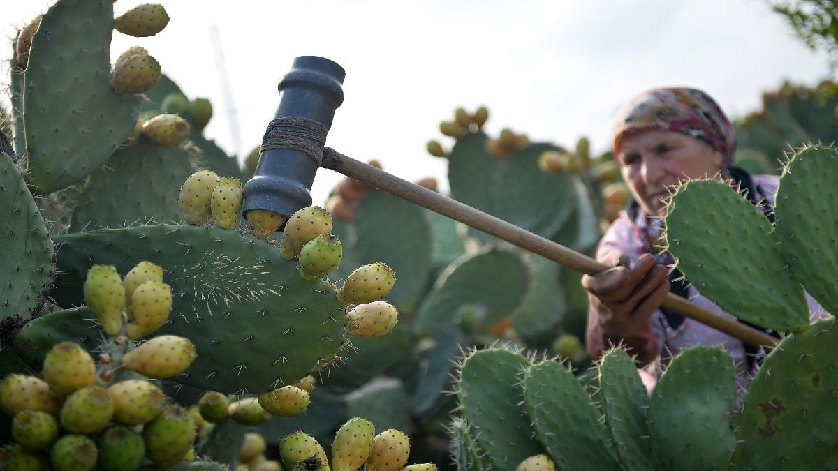 Kuzey Afrika’dan geldi, Türkiye’de çok sevildi! Tanesi 10 TL’den satılıyor, gelen bu ürün için sıra bekliyor