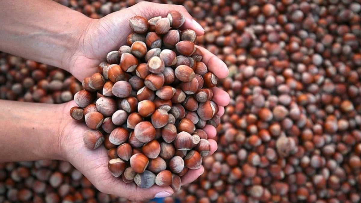 Fındık fiyatları uçuşta! Üreticiler elinde tutuyor, Samsun’da fiyatlar katlanıyor