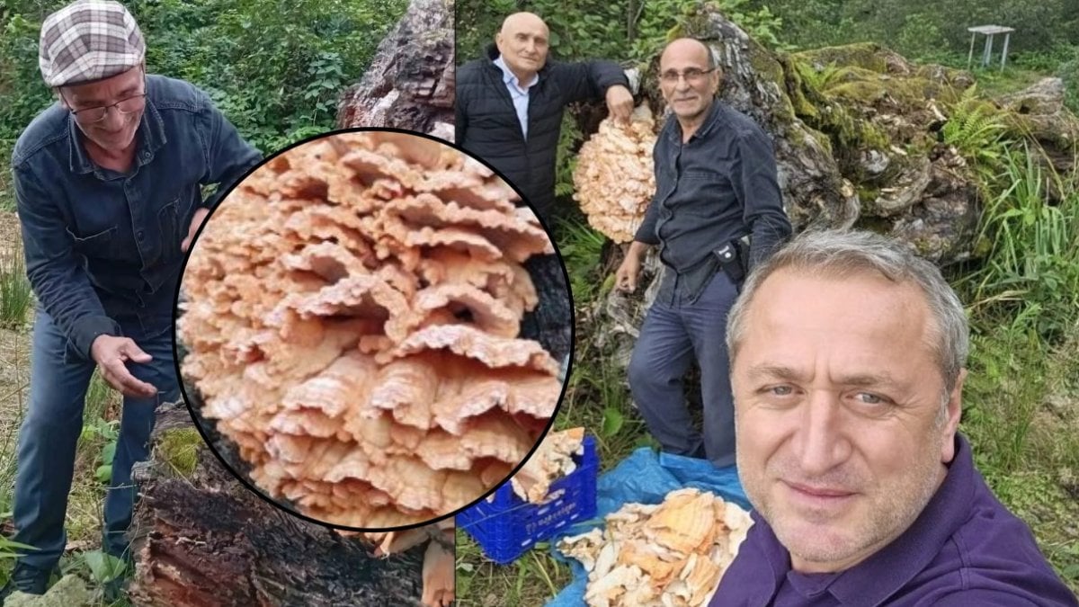 Ormana gezintiye çıktılar! Kütükteki manzara şaşkına çevirdi: Tüm köye yetecek kadar mantar buldular