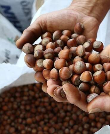 Fındıkta rekor kırılıyor! Türkiye’nin fındık ihracatı son çeyrek asırda 42 milyar doları aştı