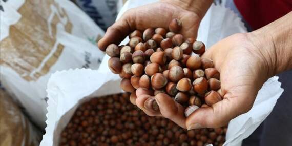 Fındıkta rekor kırılıyor! Türkiye’nin fındık ihracatı son çeyrek asırda 42 milyar doları aştı