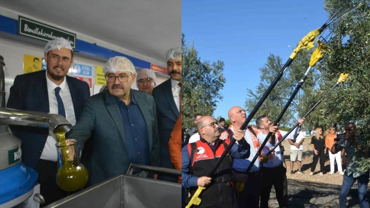 Yılın ilk zeytin hasadı yapıldı: Bu sezon 200 bin ton rekolte bekleniyor