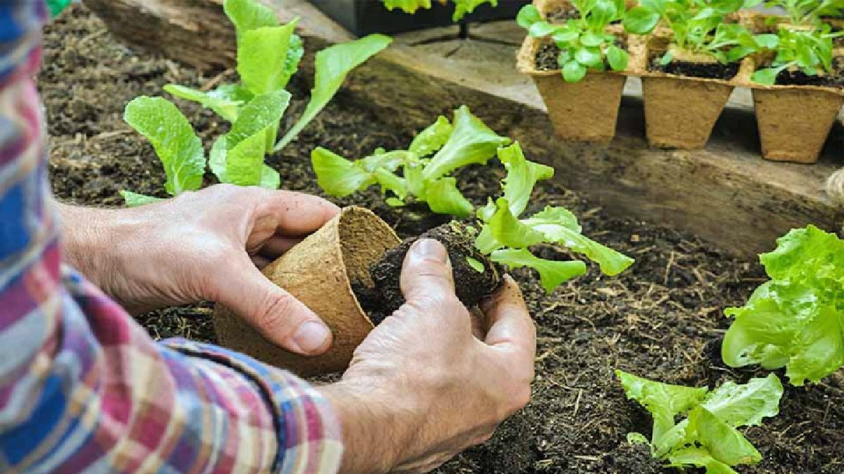 Mutfakların gizli altını! Yıllardır bilmeden çöpe attınız, bir bardağa koyun 10 gün sonra toplayın