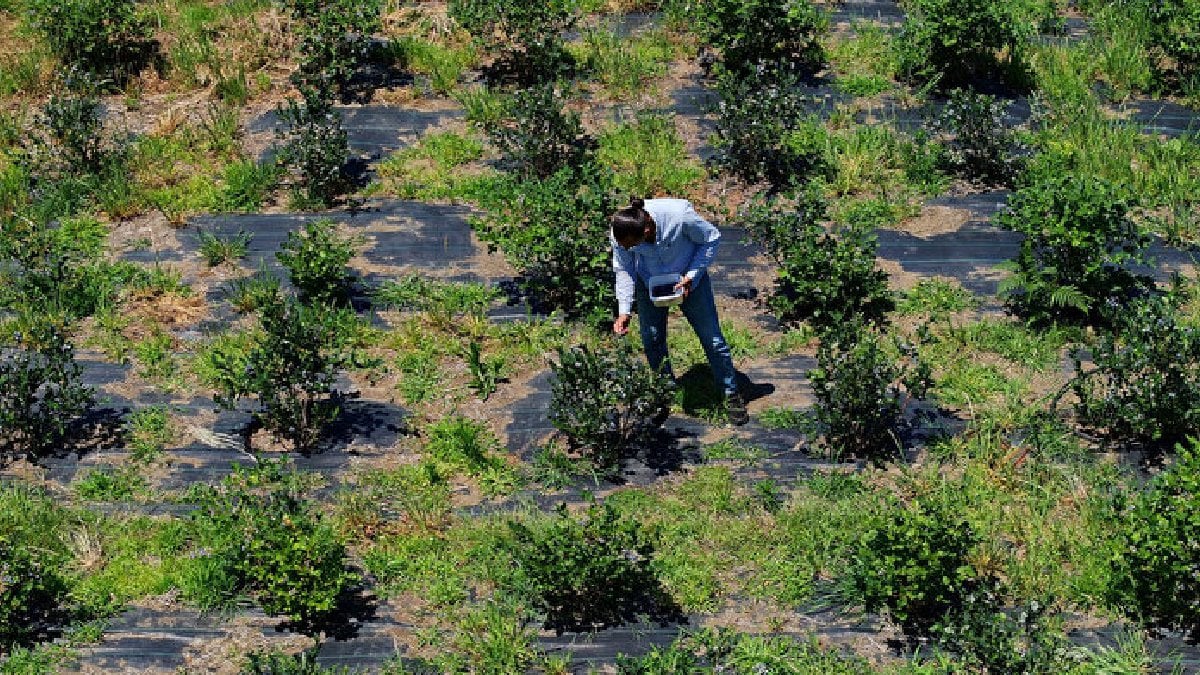Dedesinden kaldı, kafasını kullandı! Atıl arazi resmen bereket fışkırdı: Kilosu 500 TL’den satılıyor
