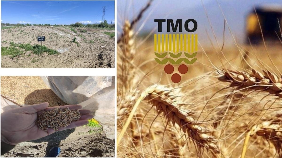 TMO’nun stokladığı buğdaya haciz geldi: “Buğday bile icralık!”