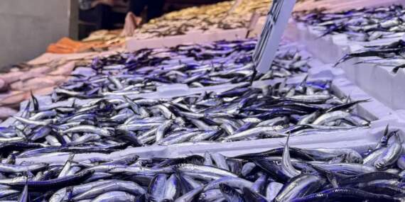 Tezgahlar bereketle doldu taştı! Av yasağı biter bitmez çeşitler tezgaha indi: Hamsi 100, tirsin 150, levrek 400 lira…