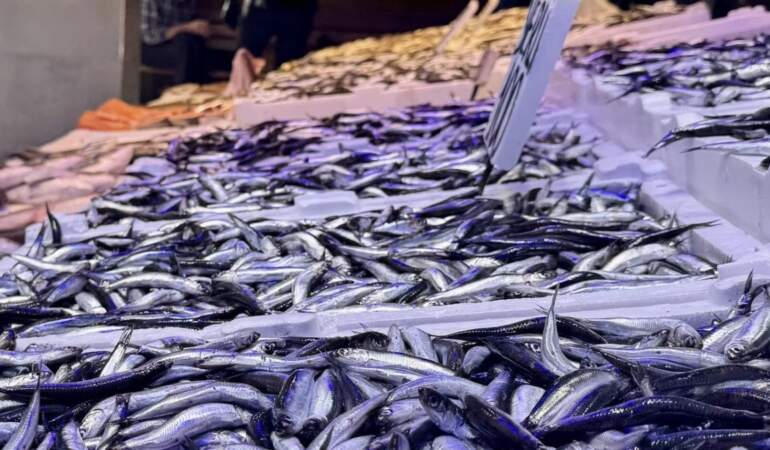 Tezgahlar bereketle doldu taştı! Av yasağı biter bitmez çeşitler tezgaha indi: Hamsi 100, tirsin 150, levrek 400 lira…
