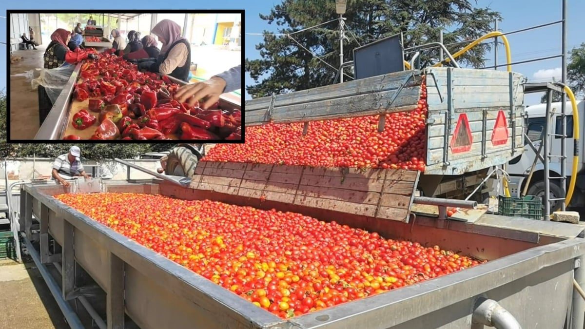 Bursa’da üretiliyor Hollanda’ya gönderiliyor! Kadınların hakim olduğu tesiste tonlarca üretim yapılıyor