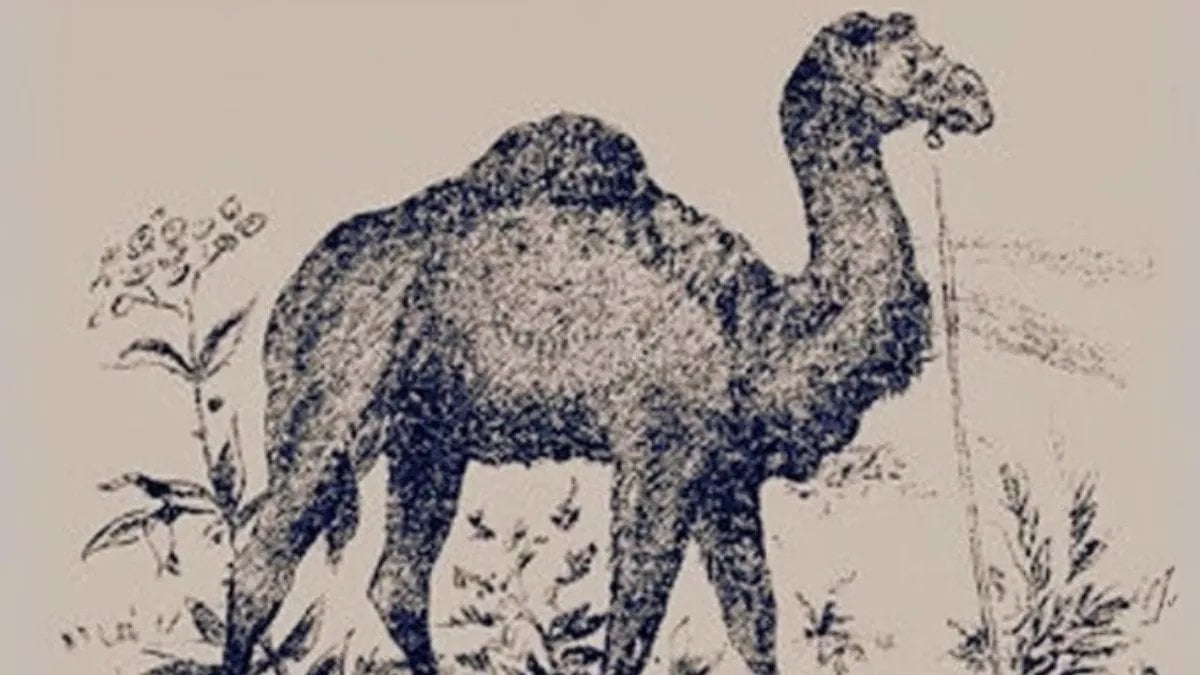 Sadece en keskin gözlere sahip kişiler görebiliyor: Bu resimdeki gizli iki yüzü bulun! Süreniz başlıyor