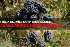 Coğrafi işaretli 3 bin yıllık geçmişe sahip lezzet! Van’ın gözbebeği, Erciş eşsiz üzümünde hasat başladı