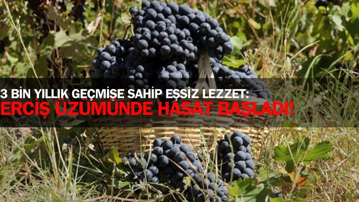 Coğrafi işaretli 3 bin yıllık geçmişe sahip lezzet! Van’ın gözbebeği, Erciş eşsiz üzümünde hasat başladı