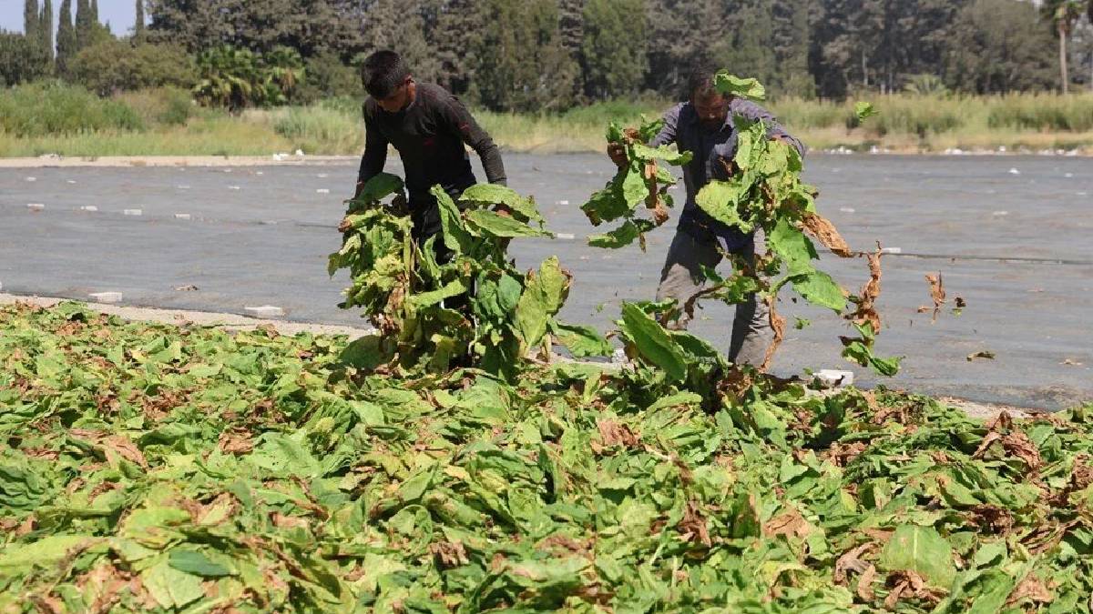 Havalar sıcak, hasat zorlayıcı! Her şeye rağmen ekmek mücadelesi sürüyor: Kilosu 165 TL’den veriliyor