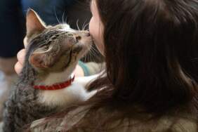 Hem sempatik hem umursamazlar! Kedi sahipleri artık üzülmeyin: “Anlamıyor değil sadece umursamıyor”