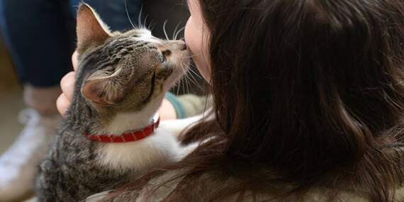 Hem sempatik hem umursamazlar! Kedi sahipleri artık üzülmeyin: “Anlamıyor değil sadece umursamıyor”