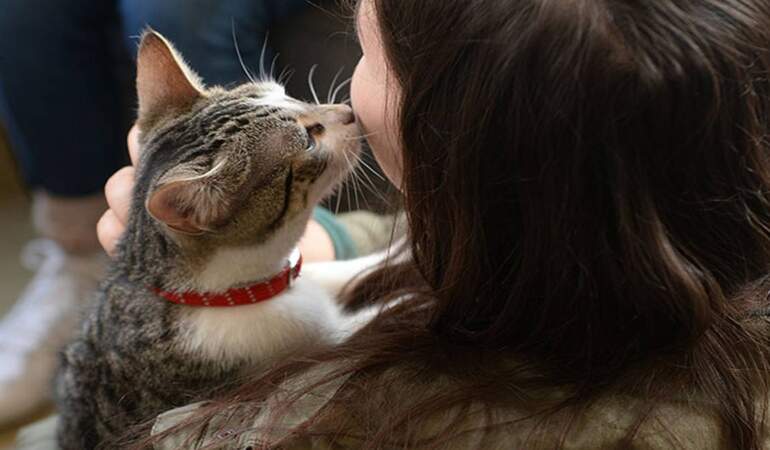 Hem sempatik hem umursamazlar! Kedi sahipleri artık üzülmeyin: “Anlamıyor değil sadece umursamıyor”