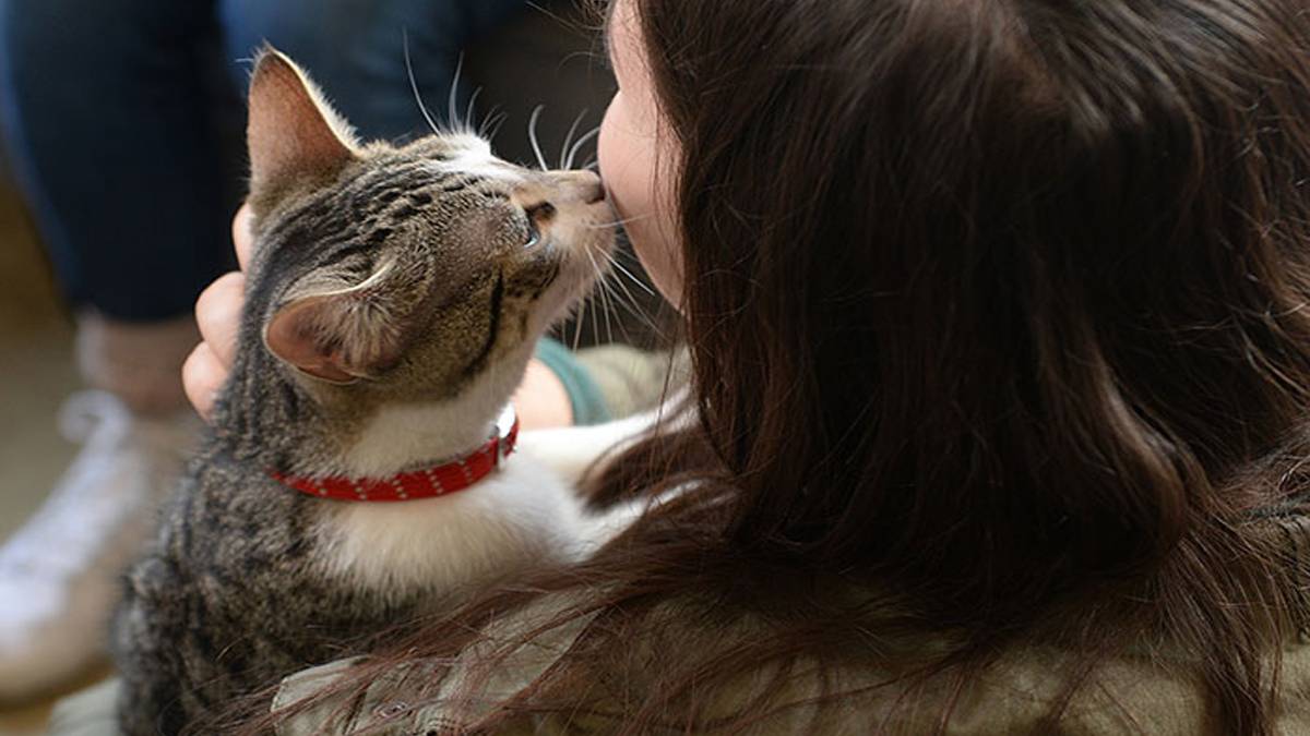 Hem sempatik hem umursamazlar! Kedi sahipleri artık üzülmeyin: “Anlamıyor değil sadece umursamıyor”