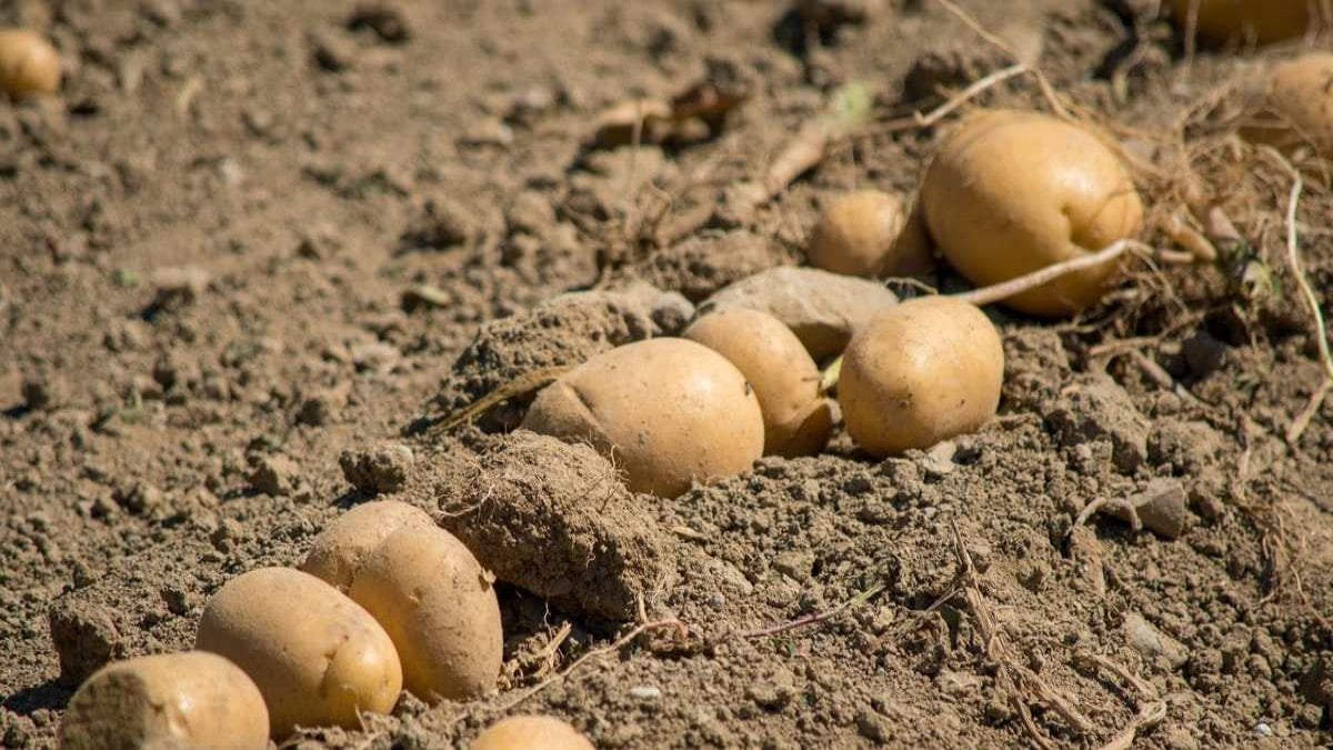 Patates üreticisinin isyanı: “Çalıştıkça batıyoruz, bu sene 1 milyon kredi çekiyoruz, seneye 2 milyon”